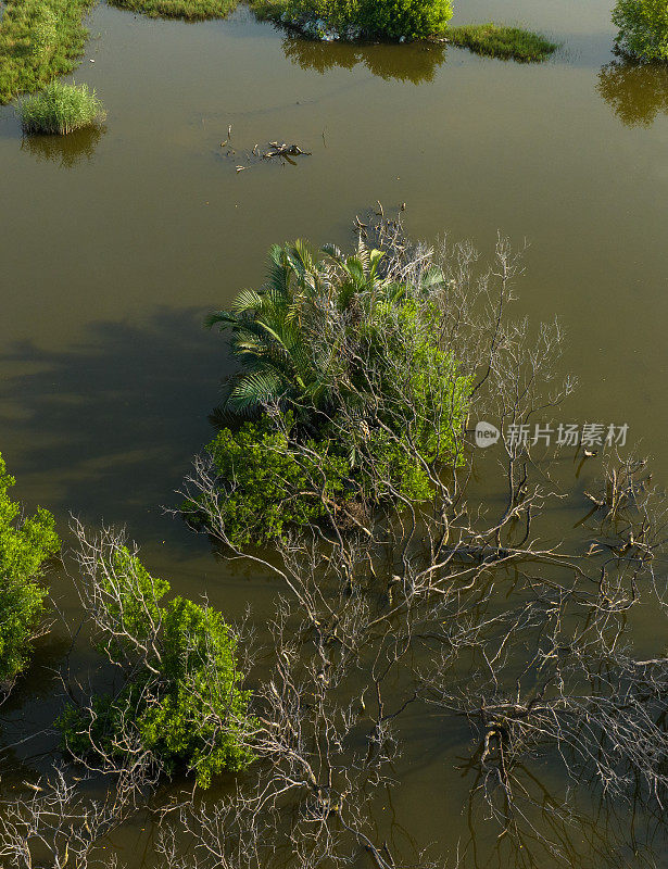 Abstract aerial photo of mangrove forest, mangrove swamp in Tan Thanh beach, Tien Giang province